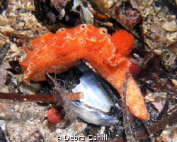 Ceratosoma Brevicaudatum Pt Hughes Jetty South Australia by Debra Cahill 